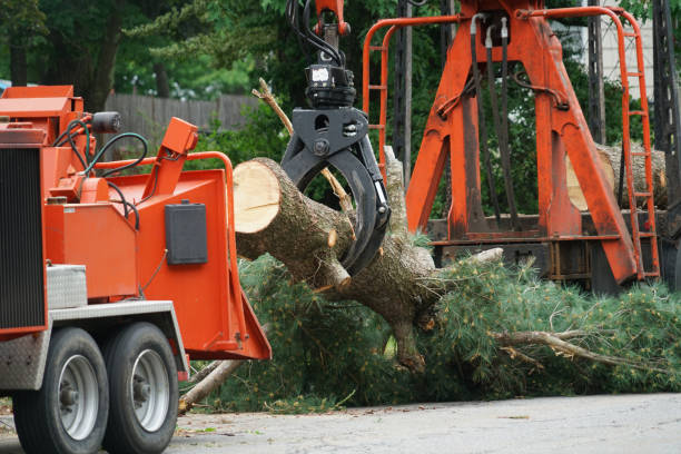 Best Tree Branch Trimming  in Parkland, WA